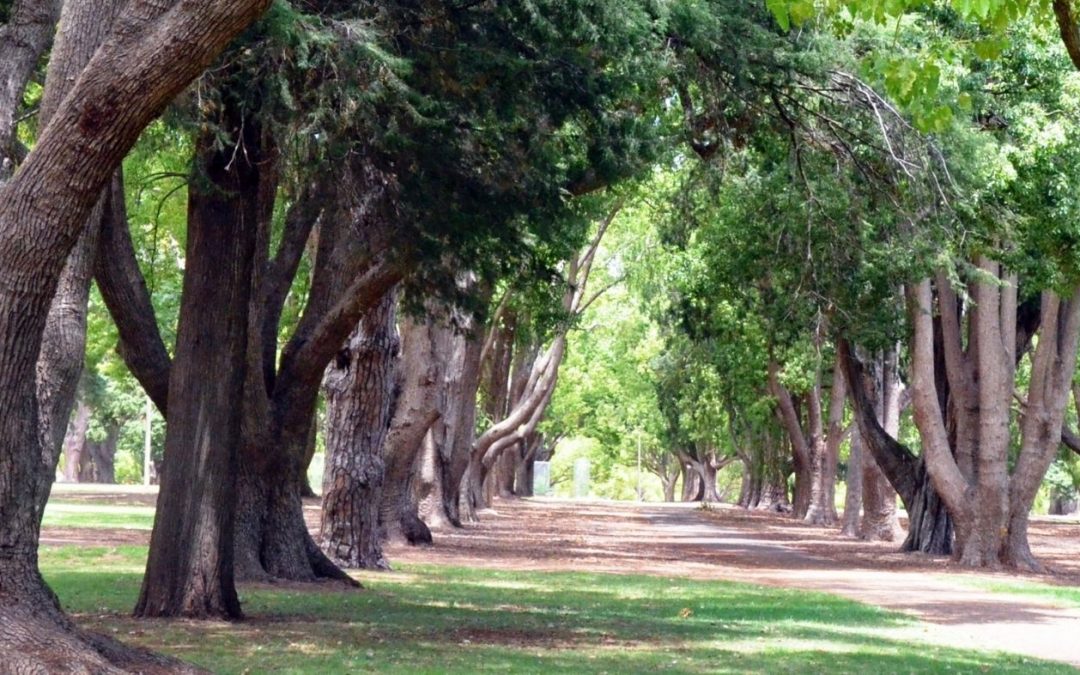 Tall trees providing lovely shade in Queens Park in Toowoomba Queensland