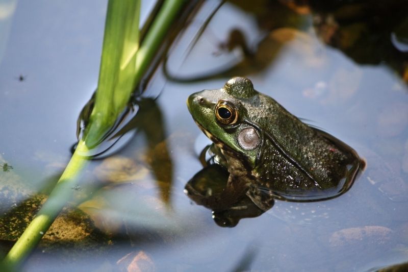 Frog pond at Peacehaven Botanic park Highfields 4352